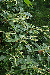 Sweet Pepperbush (Clethra monostachya) at Stonegate Gardens