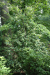 Sweet Pepperbush (Clethra monostachya) at Stonegate Gardens