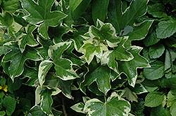 Bush Ivy (Fatshedera x lizei 'Angyo Star') at Lakeshore Garden Centres
