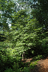 Attaryi Fullmoon Maple (Acer japonicum 'Attaryi') at Lakeshore Garden Centres