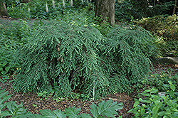 Sherwood Compact Hemlock (Tsuga canadensis 'Sherwood Compact') at A Very Successful Garden Center