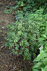 Bisbee Dwarf Japanese Pieris (Pieris japonica 'Bisbee Dwarf') at A Very Successful Garden Center