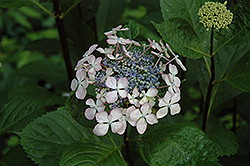 Midnight Duchess Hydrangea (Hydrangea macrophylla 'Midnight Duchess') at A Very Successful Garden Center