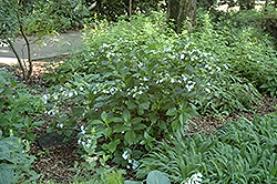 Sumida No Hanabi Hydrangea (Hydrangea macrophylla 'Sumida No Hanabi') at Stonegate Gardens