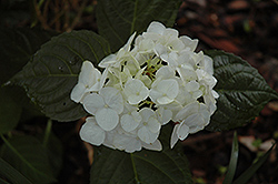 Queen Of Pearls Hydrangea (Hydrangea macrophylla 'Queen Of Pearls') at A Very Successful Garden Center