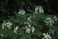Tennessee Clone Hydrangea (Hydrangea quercifolia 'Tennessee Clone') at A Very Successful Garden Center