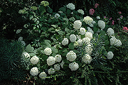 Balsam Hydrangea (Hydrangea arborescens 'Balsam') at A Very Successful Garden Center
