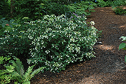 Hayes Starburst Hydrangea (Hydrangea arborescens 'Hayes Starburst') at Stonegate Gardens