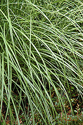 Little Kitten Dwarf Maiden Grass (Miscanthus sinensis 'Little Kitten') at Stonegate Gardens