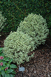 Variegated Boxwood (Buxus sempervirens 'Variegata') at Lakeshore Garden Centres