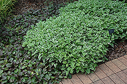 Fuji Snow Variegated Japanese Sage (Salvia nipponica 'Fuji Snow') at Stonegate Gardens