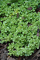 Limelight Stonecrop (Sedum makinoi 'Limelight') at A Very Successful Garden Center
