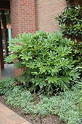 Japanese Fatsia (Fatsia japonica) at Stonegate Gardens