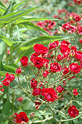 Red Cascade Rose (Rosa 'Red Cascade') at Lakeshore Garden Centres