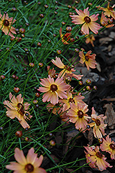 Rum Punch Tickseed (Coreopsis 'Rum Punch') at Lakeshore Garden Centres