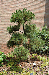 Mia Kujaku Japanese Black Pine (Pinus thunbergii 'Mia Kujaku') at A Very Successful Garden Center