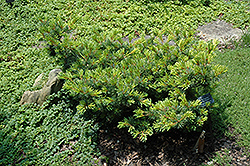 Ogon Miyajima Japanese White Pine (Pinus parviflora 'Ogon Miyajima') at A Very Successful Garden Center