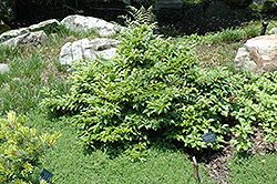 Dwarf Compact Japanese Stewartia (Stewartia monadelpha 'Nana Compacta') at Lakeshore Garden Centres