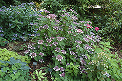 Grayswood Hydrangea (Hydrangea serrata 'Grayswood') at A Very Successful Garden Center