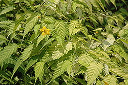 Chiba Gold Japanese Kerria (Kerria japonica 'Chiba Gold') at Lakeshore Garden Centres