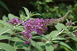 Miss Vicie Butterfly Bush (Buddleia lindleyana 'Miss Vicie') at A Very Successful Garden Center