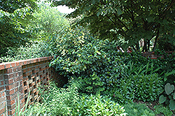 Variegated Japanese Viburnum (Viburnum japonicum 'Variegatum') at Stonegate Gardens