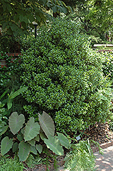 Upright False Holly (Osmanthus heterophyllus 'Fastigiata') at A Very Successful Garden Center