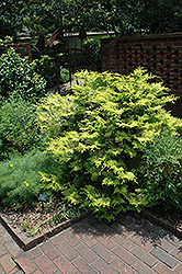 Cripps Gold Falsecypress (Chamaecyparis obtusa 'Crippsii') at A Very Successful Garden Center