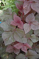 Purple-Leafed Mitsuba (Cryptotaenia japonica 'Atropurpurea') at Stonegate Gardens