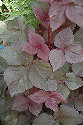 Purple-Leafed Mitsuba (Cryptotaenia japonica 'Atropurpurea') at Lakeshore Garden Centres