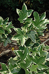 Bush Ivy (Fatshedera x lizei 'Angyo Star') at A Very Successful Garden Center