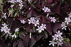 Purple Shamrock (Oxalis regnellii 'Triangularis') at A Very Successful Garden Center