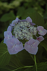 Fasan Hydrangea (Hydrangea macrophylla 'Fasan') at A Very Successful Garden Center