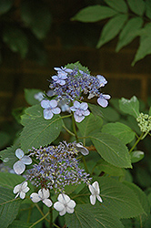 Blue Billow Hydrangea (Hydrangea serrata 'Blue Billow') at A Very Successful Garden Center