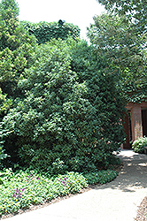 Long-leaved Laurel (Actinodaphne longifolia) at Stonegate Gardens