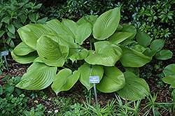 Sum and Substance Hosta (Hosta 'Sum and Substance') at Schulte's Greenhouse & Nursery