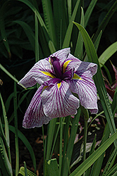 Japanese Water Iris (Iris ensata) at A Very Successful Garden Center