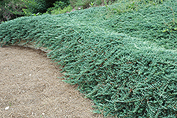 Bar Harbor Juniper (Juniperus horizontalis 'Bar Harbor') at A Very Successful Garden Center