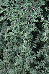 Gray Leaf Cotoneaster (Cotoneaster glaucophyllus) at A Very Successful Garden Center