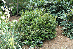Fragrant Sweet Box (Sarcococca ruscifolia) at A Very Successful Garden Center