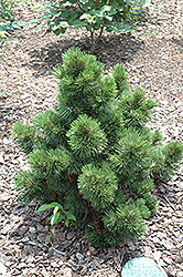 Irish Bell Bosnian Pine (Pinus heldreichii 'Irish Bell') at A Very Successful Garden Center