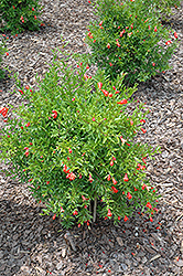 Dwarf Pomegranate (Punica granatum 'Nana') at A Very Successful Garden Center