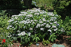 Blue Deckle Hydrangea (Hydrangea serrata 'Blue Deckle') at A Very Successful Garden Center