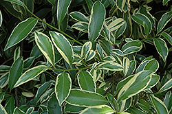 Variegated Cleyera (Cleyera japonica 'Fortunei') at A Very Successful Garden Center