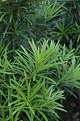 Japanese Yew (Podocarpus macrophyllus) at A Very Successful Garden Center