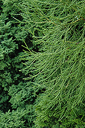 Filiformis Erecta Arborvitae (Thuja orientalis 'Filiformis Erecta') at Lakeshore Garden Centres