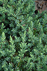 Blue Pacific Shore Juniper (Juniperus conferta 'Blue Pacific') at Stonegate Gardens