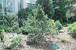 Elf White Pine (Pinus strobus 'Elf') at A Very Successful Garden Center