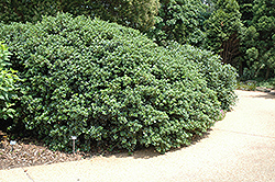 Roundleaf False Holly (Osmanthus heterophyllus 'Rotundifolius') at A Very Successful Garden Center