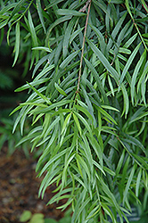 Willowleaf Podocarp (Podocarpus salignus) at Stonegate Gardens
